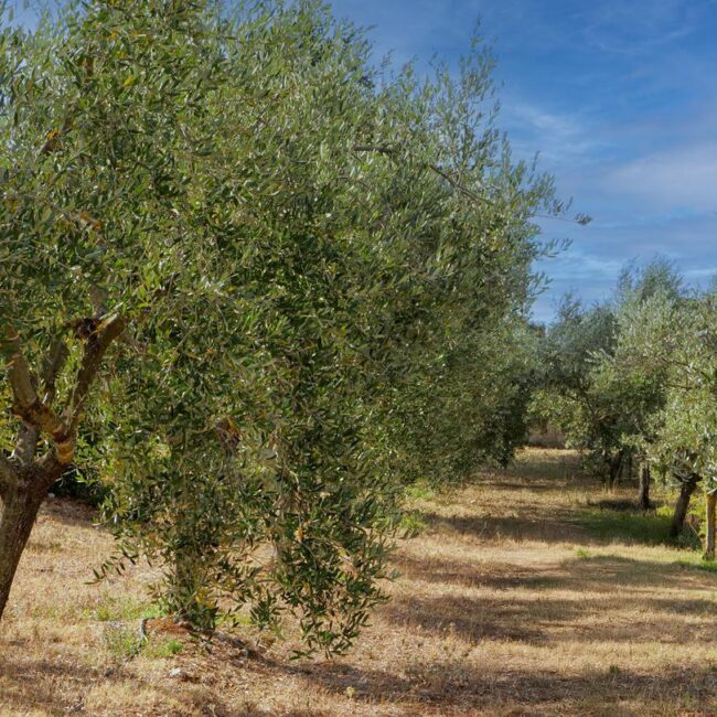 giardino masseria kalandini
